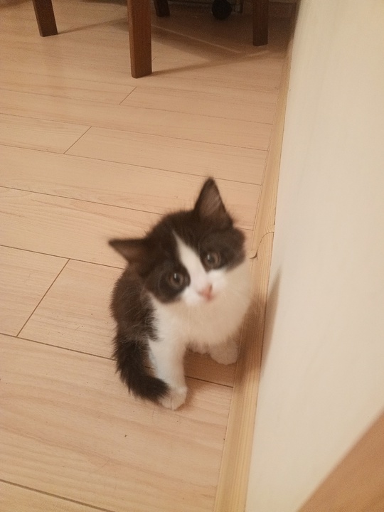 Отдам котёнка в хорошие руки