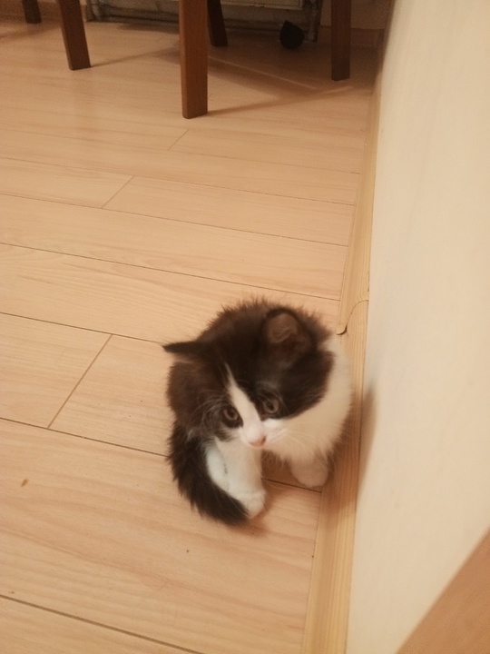 Отдам котёнка в хорошие руки (1)