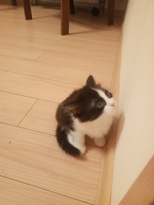 Отдам котёнка в хорошие руки (3)