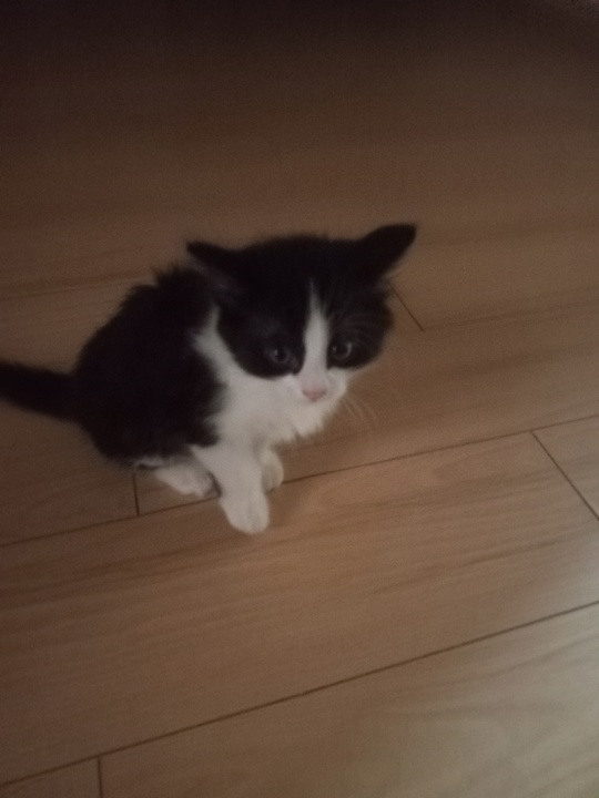 Отдам котёнка в хорошие руки (4)