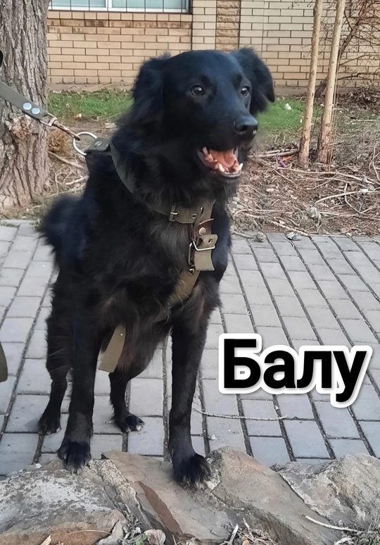 Алчевск.ЛНР.
Айя "дама возрастная",
Вся спокойная такая,
Любит (3)