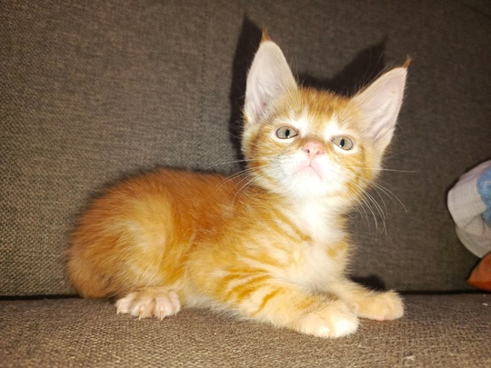 К продаже открыты котята, мама (1)
