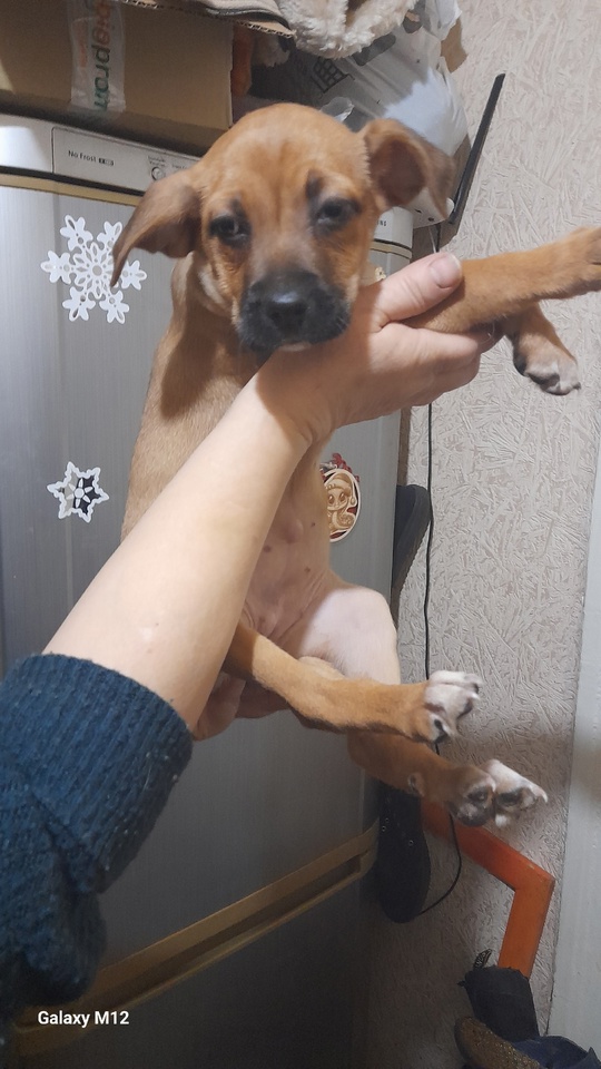 Нужен дом  щенятам  (2)