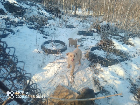 Новогодние щенки, выпавшие из мешка
