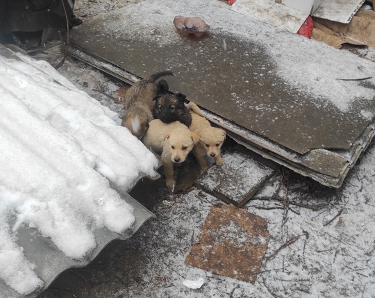 Новогодние щенки, выпавшие из мешка (3)