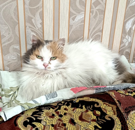 Алчевск, Перевальск, Стаханов, Брянка и