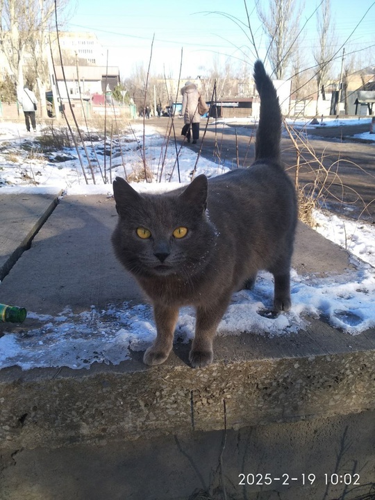 Донецк.
Срочно нужен дом! Кошечка красивая,