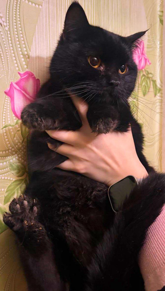 #котоДом

‼️У этих трёх девчонок умер