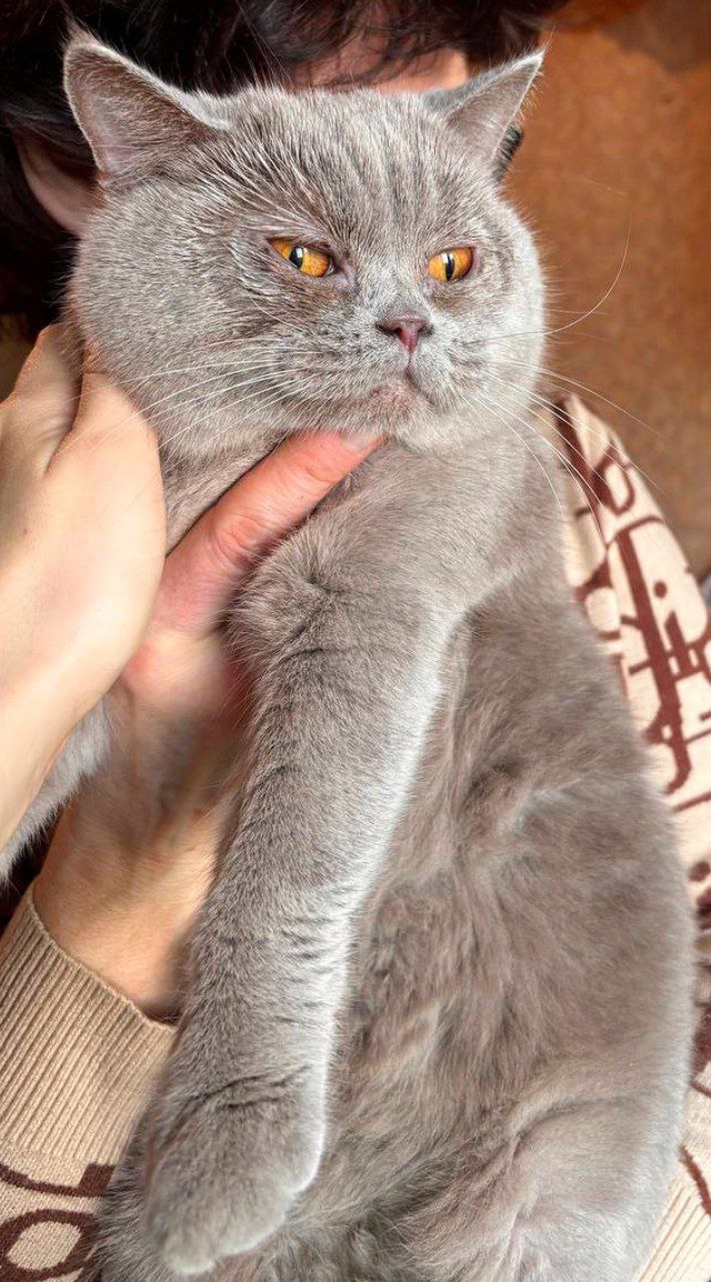 #котоДом

‼️У этих трёх девчонок умер (2)