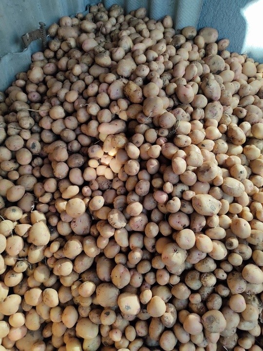 Продам домашний картофель 50 руб/кг.
