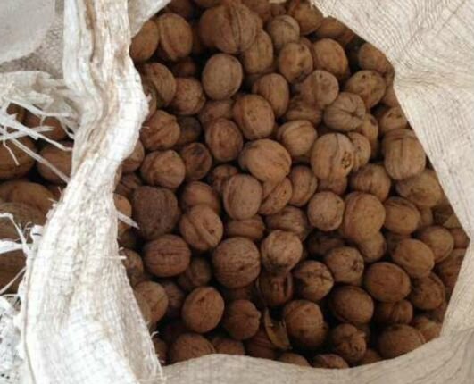 Продам градский орех 3 мешка,