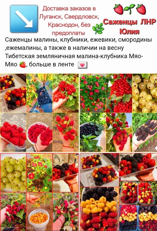 Ведём запись на саженцы