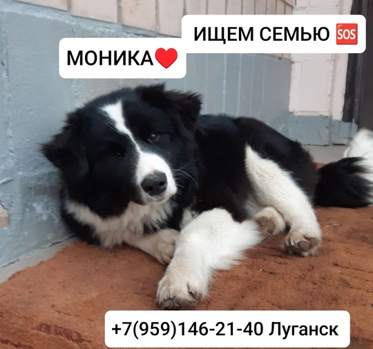 Срочно нужна семья! Монике 1