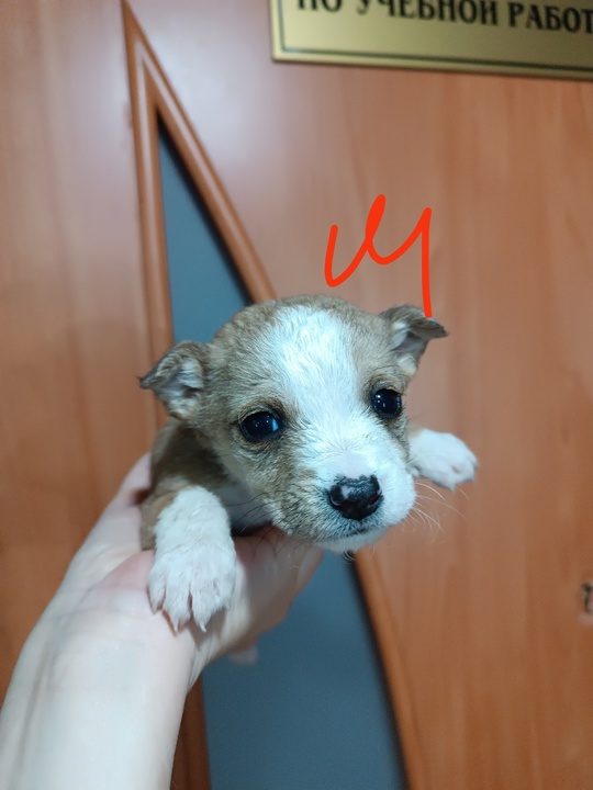 Отдадим в добрые руки щенков (4)