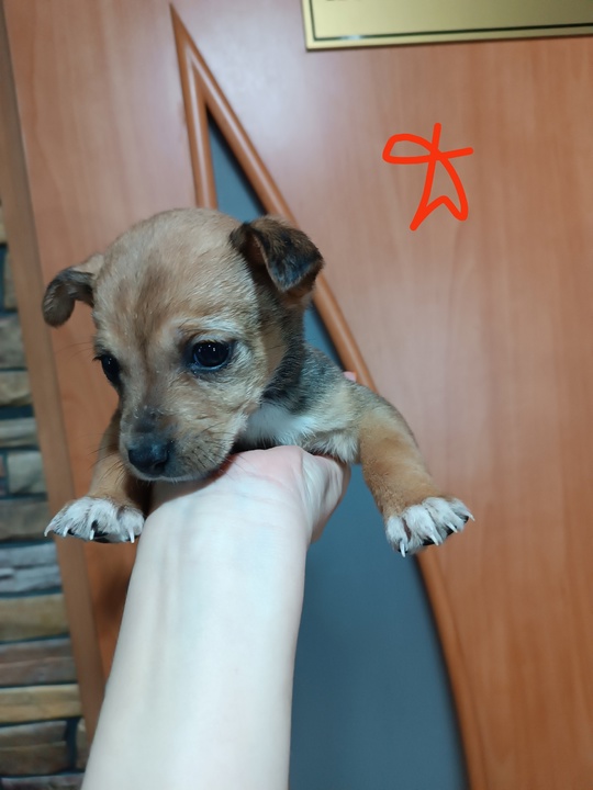 Отдадим в добрые руки щенков (7)