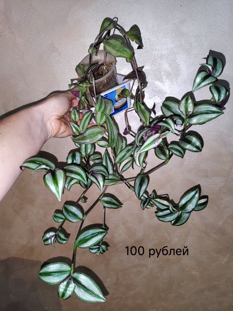 Традесканция Застенчивая невеста, традесканция зебрина, (1)