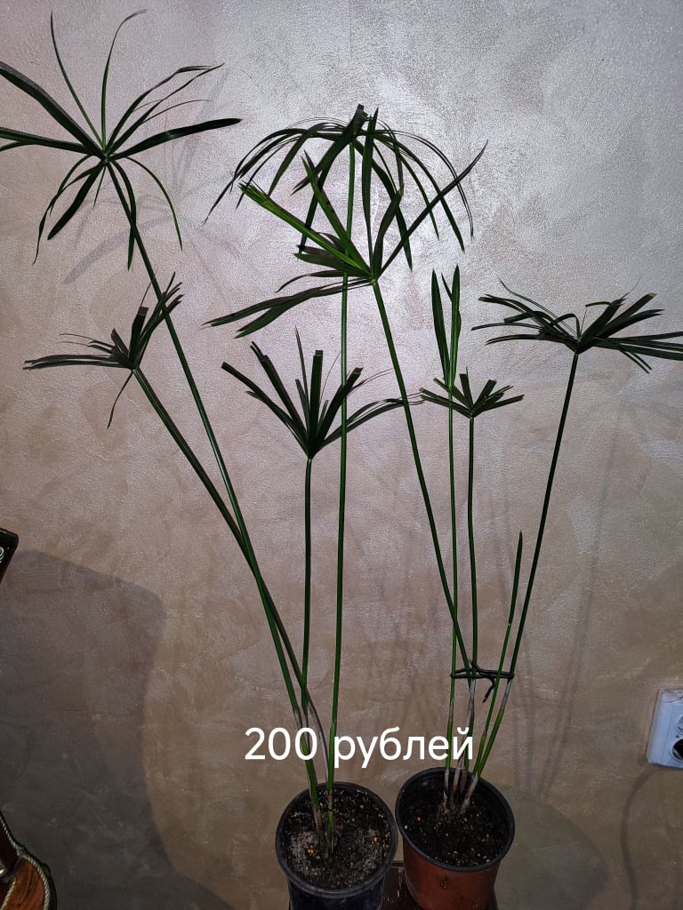 Традесканция Застенчивая невеста, традесканция зебрина, (7)