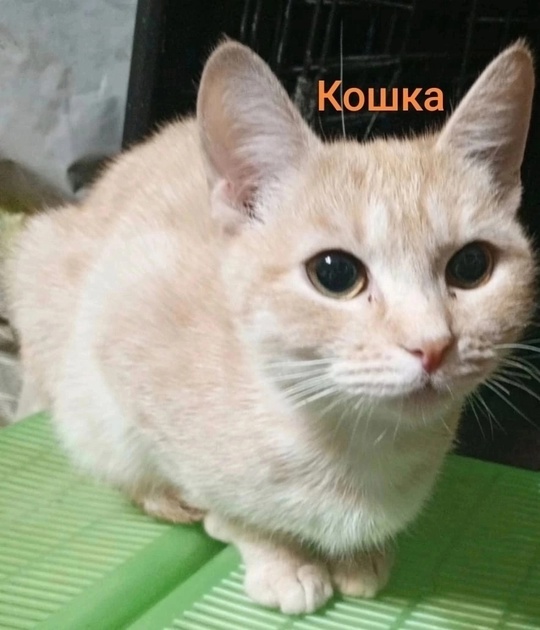Алчевск. лНР.
Зима состарившись ушла,
Весна в (7)
