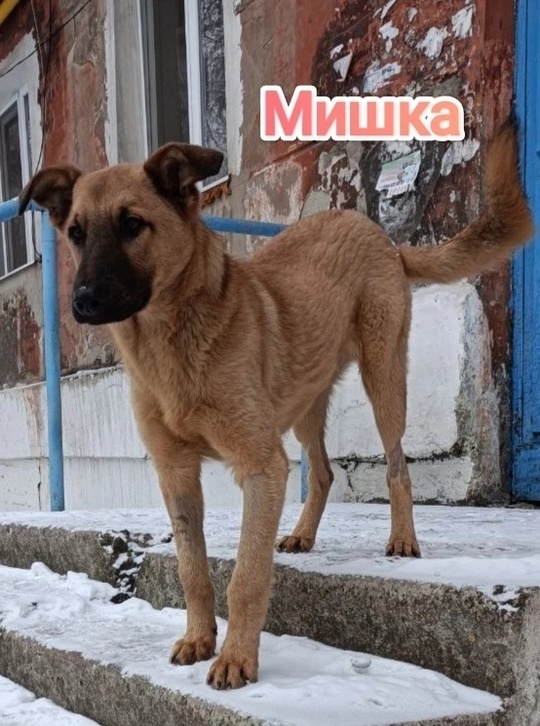 Селезневка.ЛНР.
Его нашли двухмесячным щенком,
Но людям