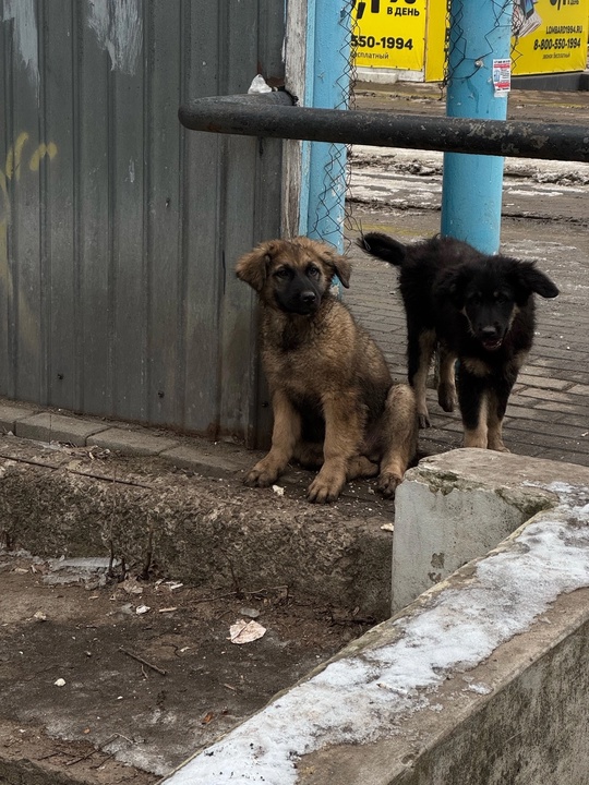 Люди, их ждет смерть!
Донецк, Макеевка, (3)