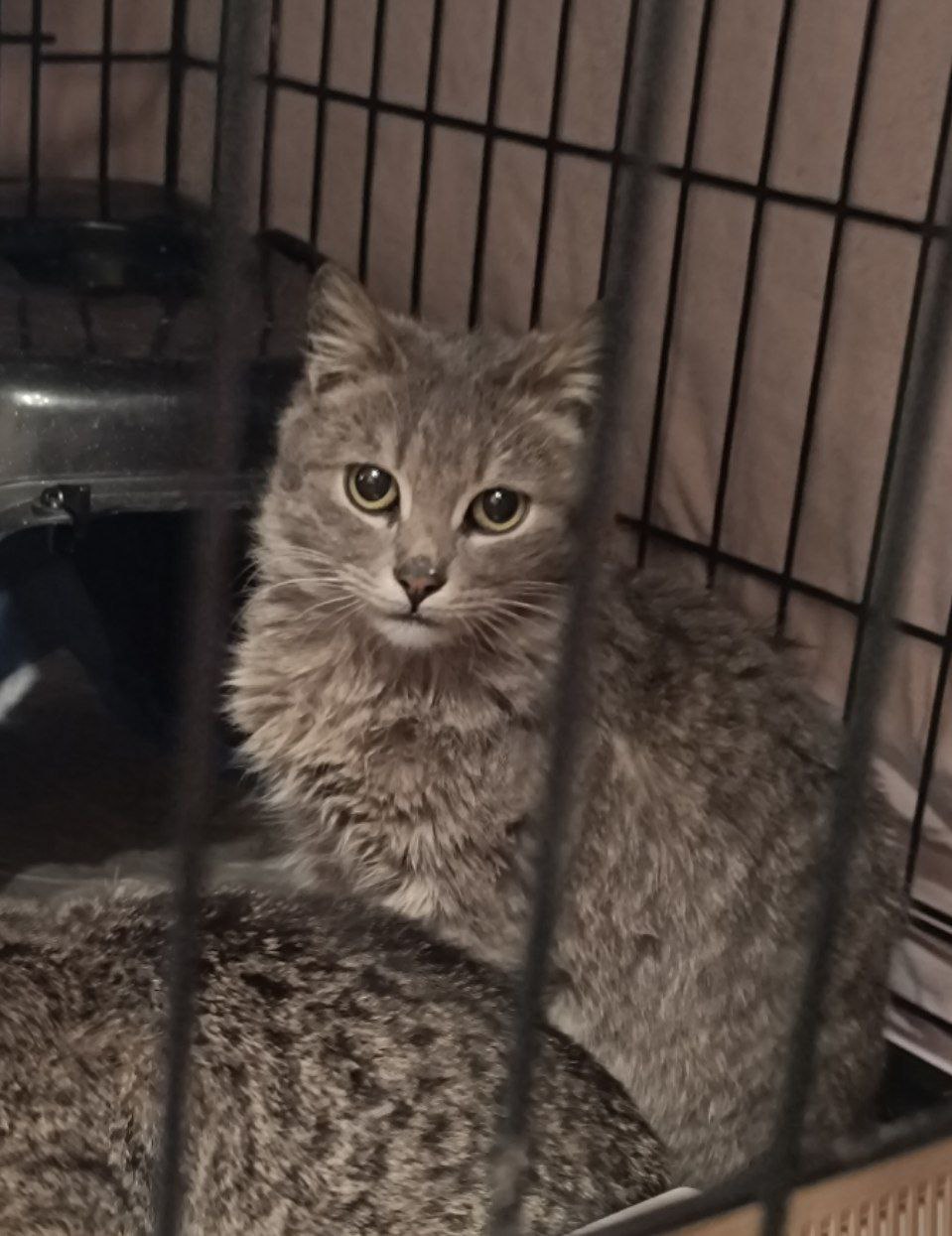 #котоДом #Джем

К сожалению, хозяева не (1)