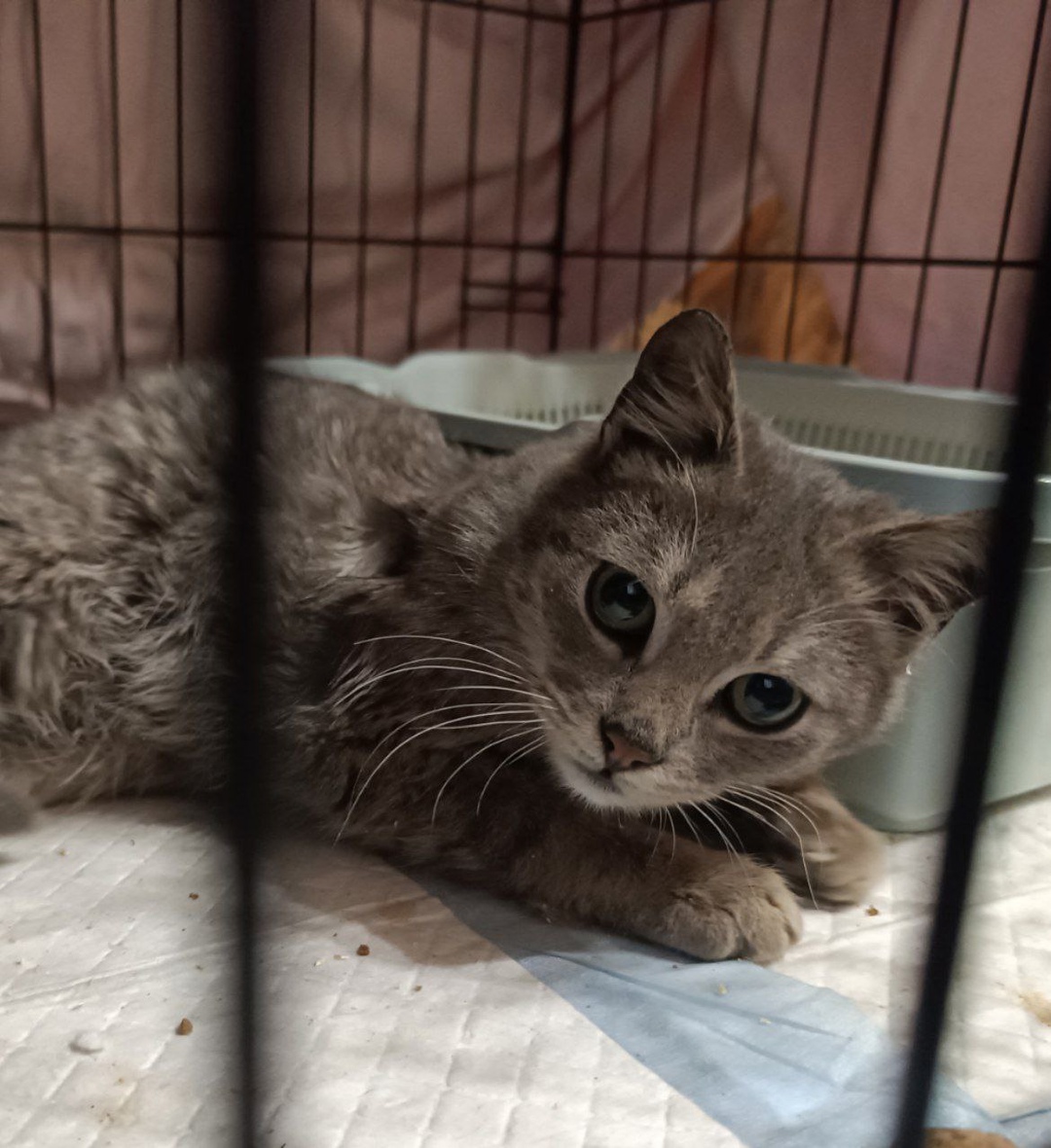 #котоДом #Джем

К сожалению, хозяева не (2)