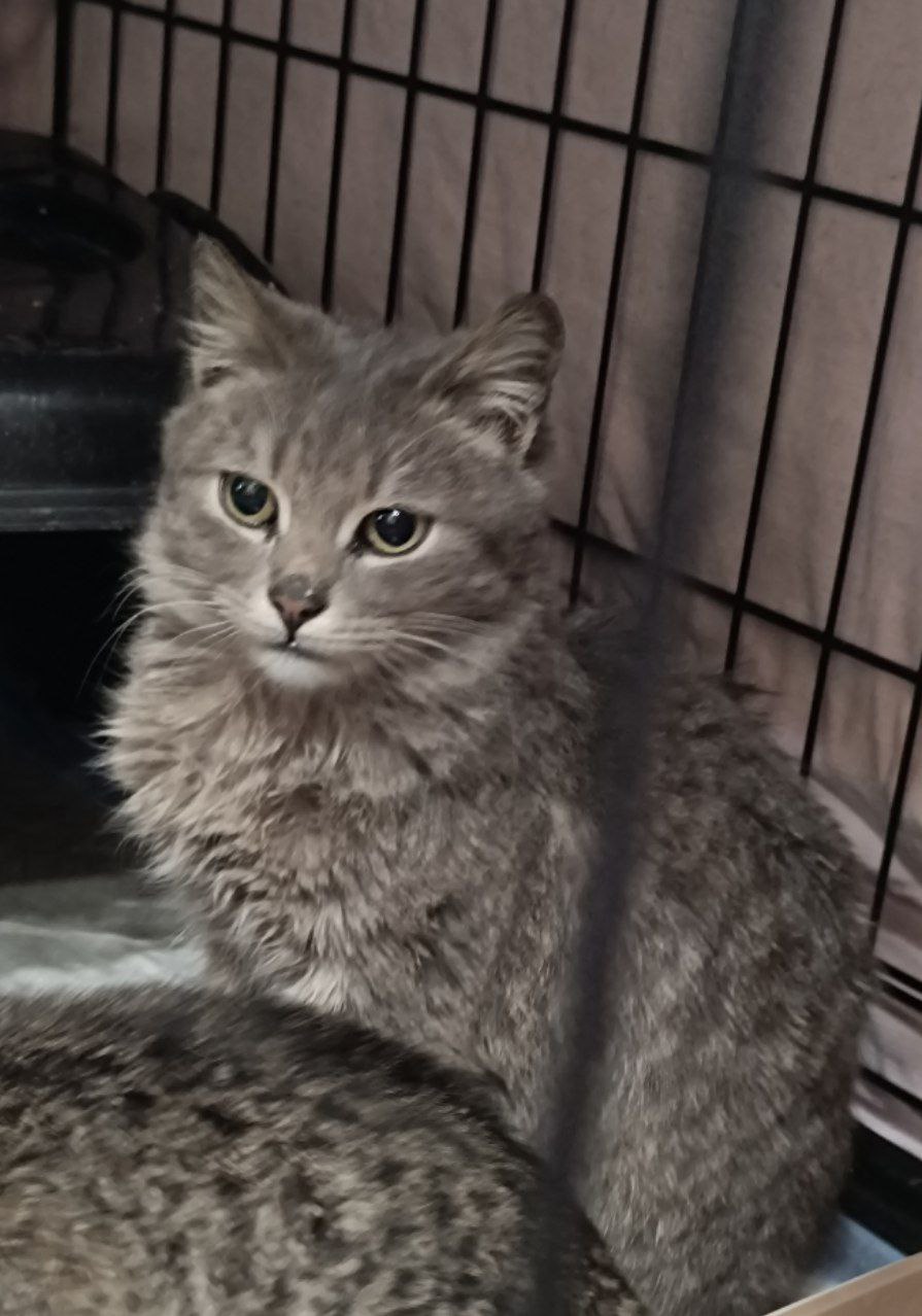 #котоДом #Джем

К сожалению, хозяева не (3)