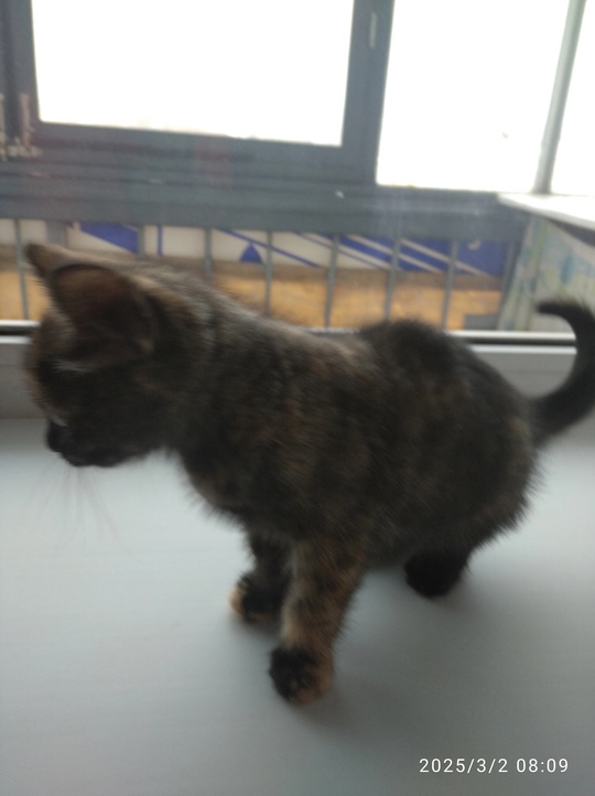 Отдам котёнка в добрые руки! (2)