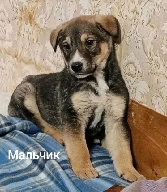 Алчевск.ЛНР.
Ненужные как мягкие игрушки,
И стерить