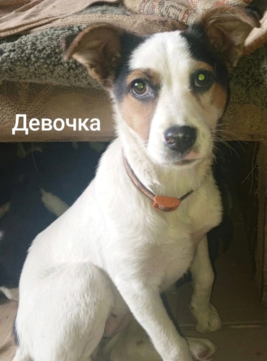 Алчевск.ЛНР.
Ненужные как мягкие игрушки,
И стерить (1)