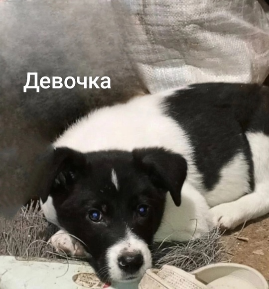 Алчевск.ЛНР.
Ненужные как мягкие игрушки,
И стерить (3)
