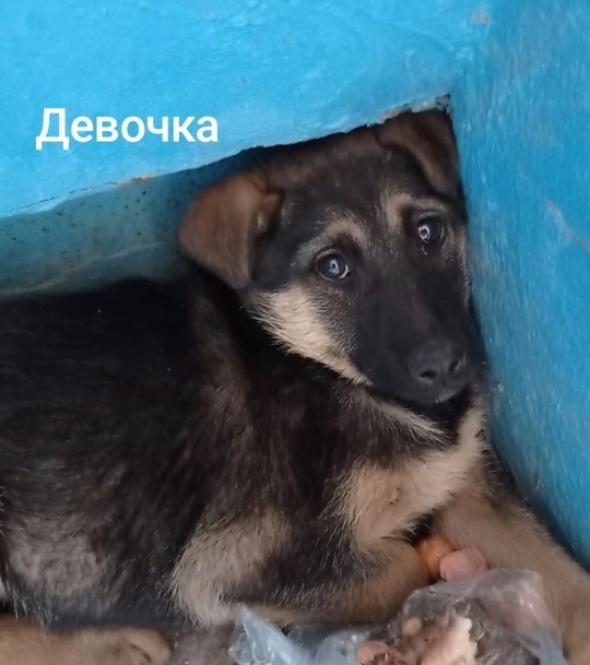 Алчевск.ЛНР.
Ненужные как мягкие игрушки,
И стерить (7)