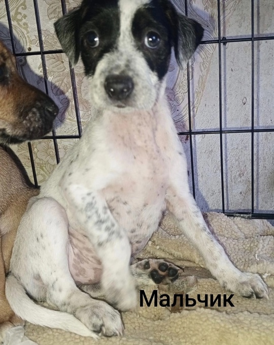 Алчевск.ЛНР.
Ненужные как мягкие игрушки,
И стерить (8)