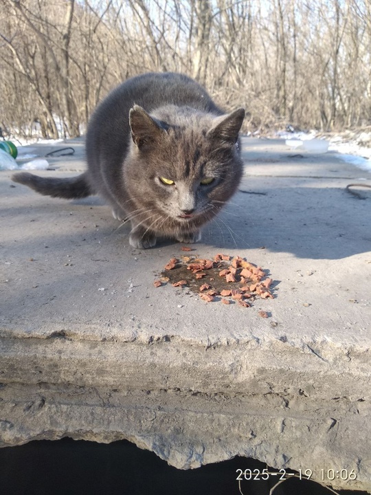 Донецк.
Срочно нужен дом! Кошечка красивая,