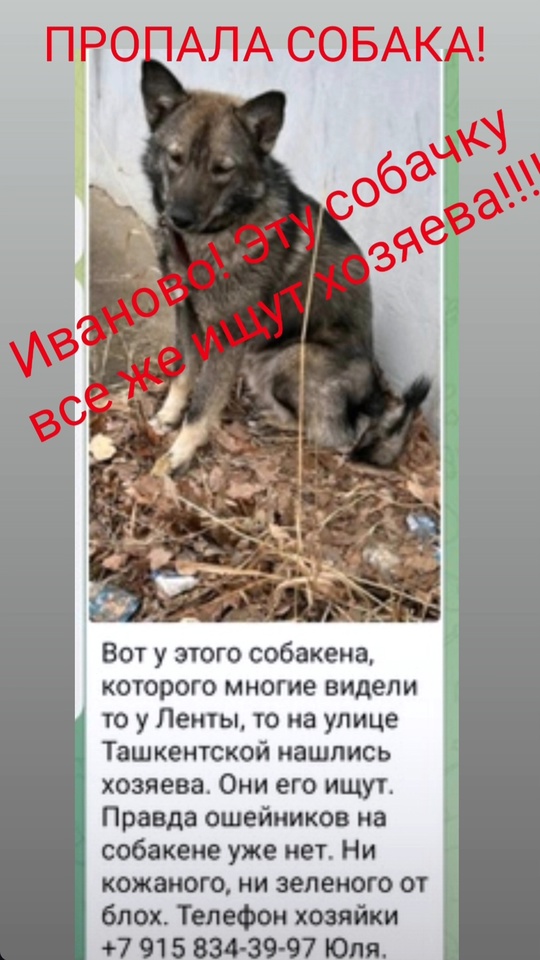 Вот у этого собакена, которого