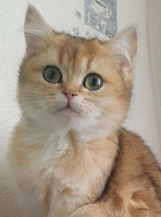 Продам молодую британскую кошечку в