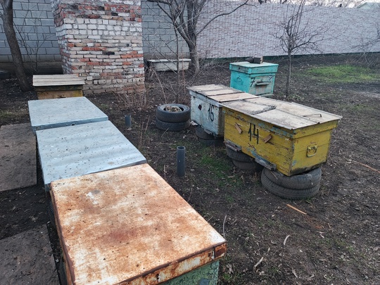 Продам 
Пчелосемьи 6 шт- 6000