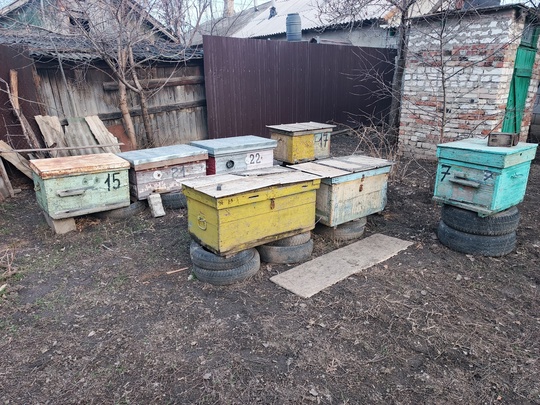 Продам 
Пчелосемьи 6 шт- 6000 (1)