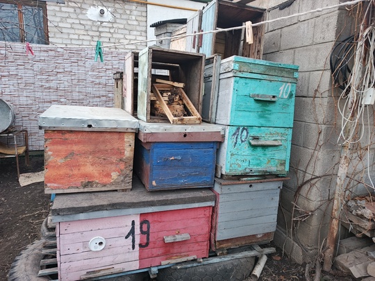 Продам 
Пчелосемьи 6 шт- 6000 (3)