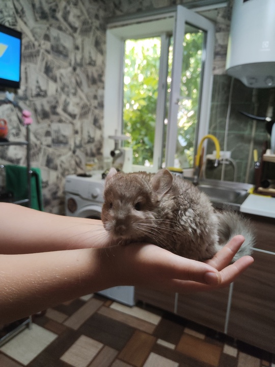 Продам шиншиллу, девочку. 3 месяца. (3)