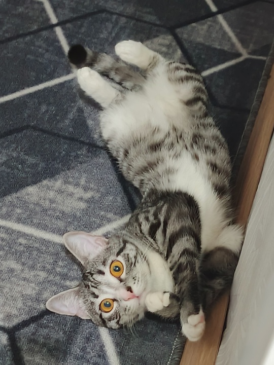 Отдам кота в добрые руки.