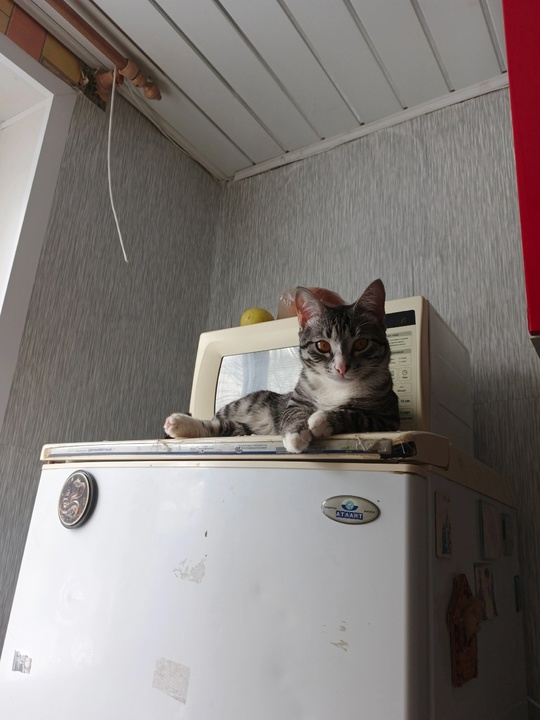 Отдам кота в добрые руки. (1)