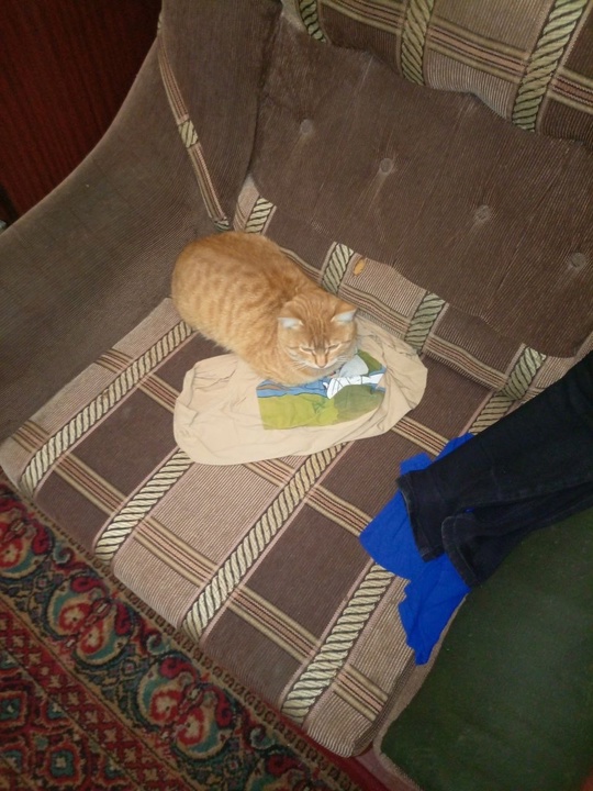 Отдам годовалого кота в хорошие (1)