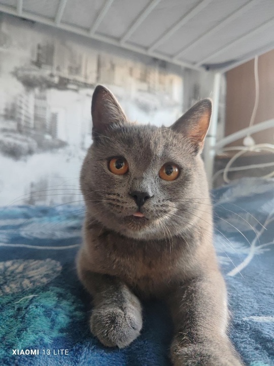 Алчевск. ЛНР 
Продам молодого кота,