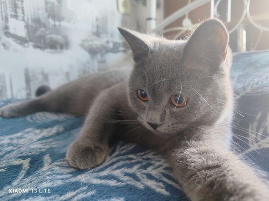 Алчевск. ЛНР 
Продам молодого кота, (1)