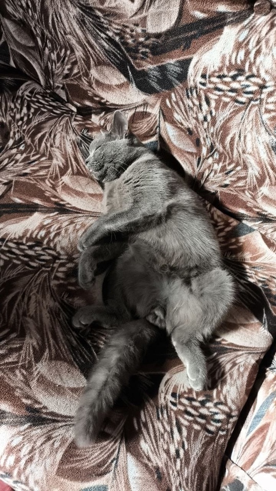 Алчевск. ЛНР 
Продам молодого кота, (2)