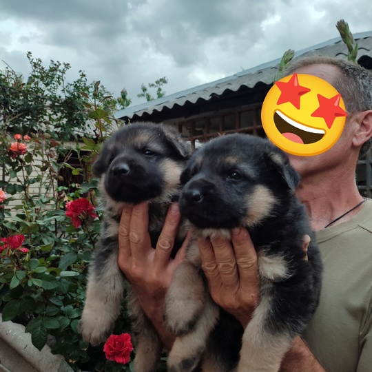 Продам щенков немецкой овчарки. Родились (1)