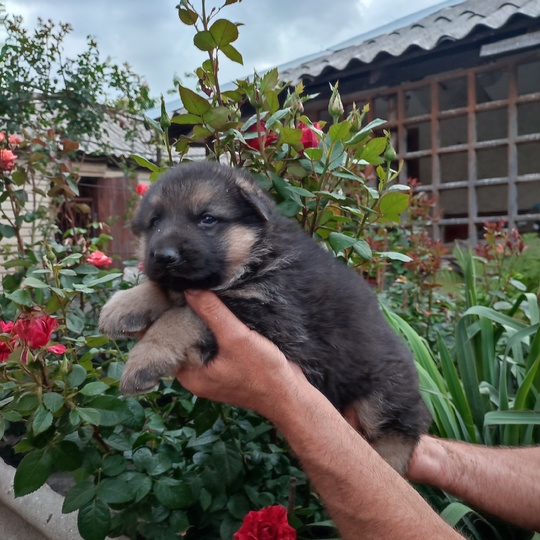 Продам щенков немецкой овчарки. Родились (3)