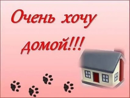 Друзья! Не листайте, пожалуйста, мимо!СИМОЧКА,, (2)