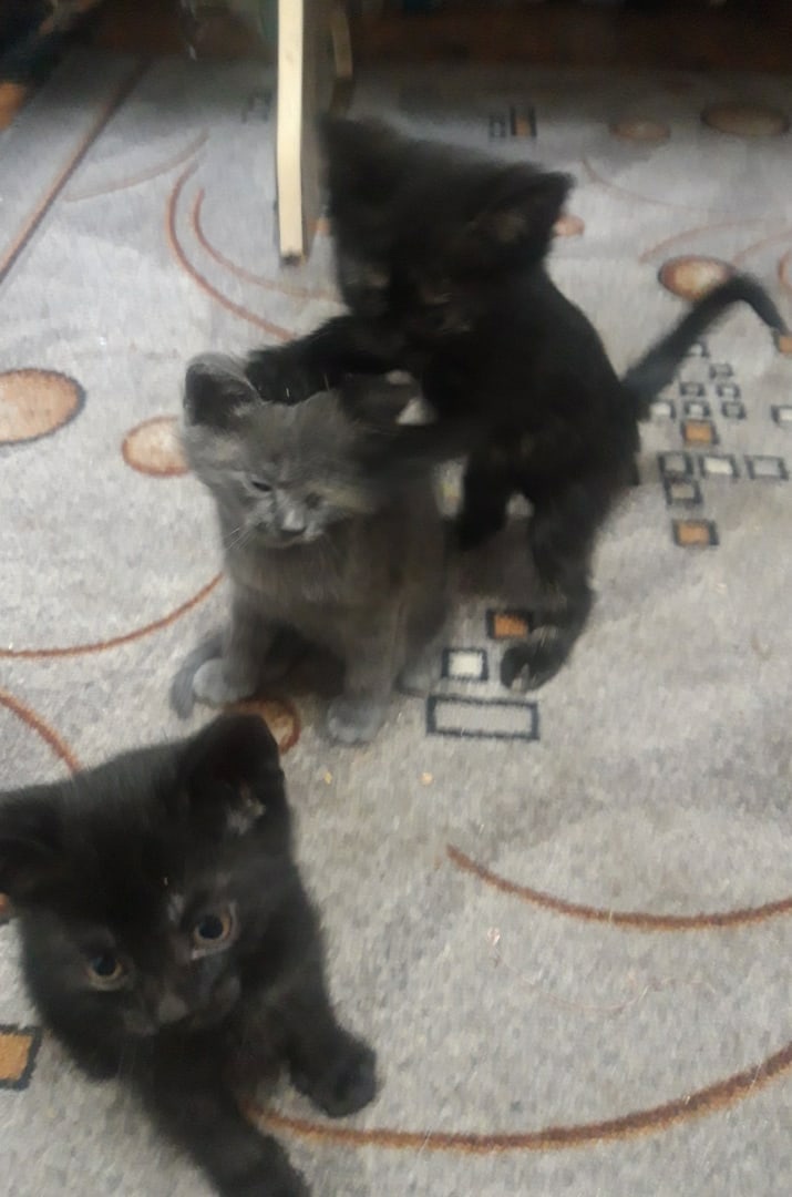 Отдам котят в добрые руки.
Папа (5)